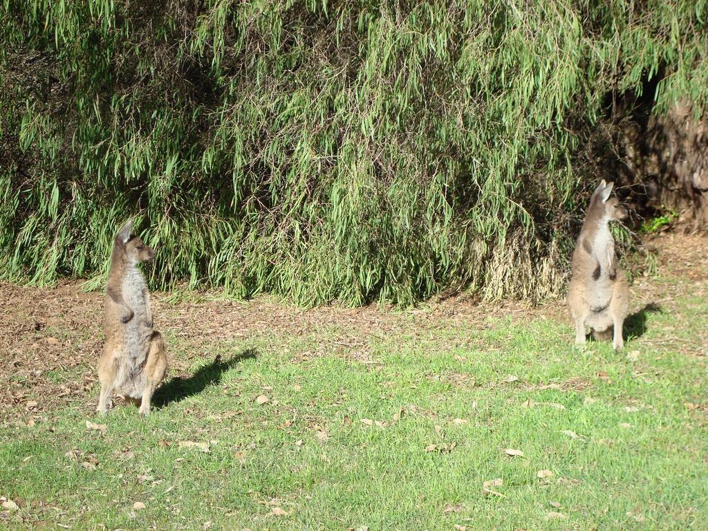 Margaret River Chalets ภายนอก รูปภาพ